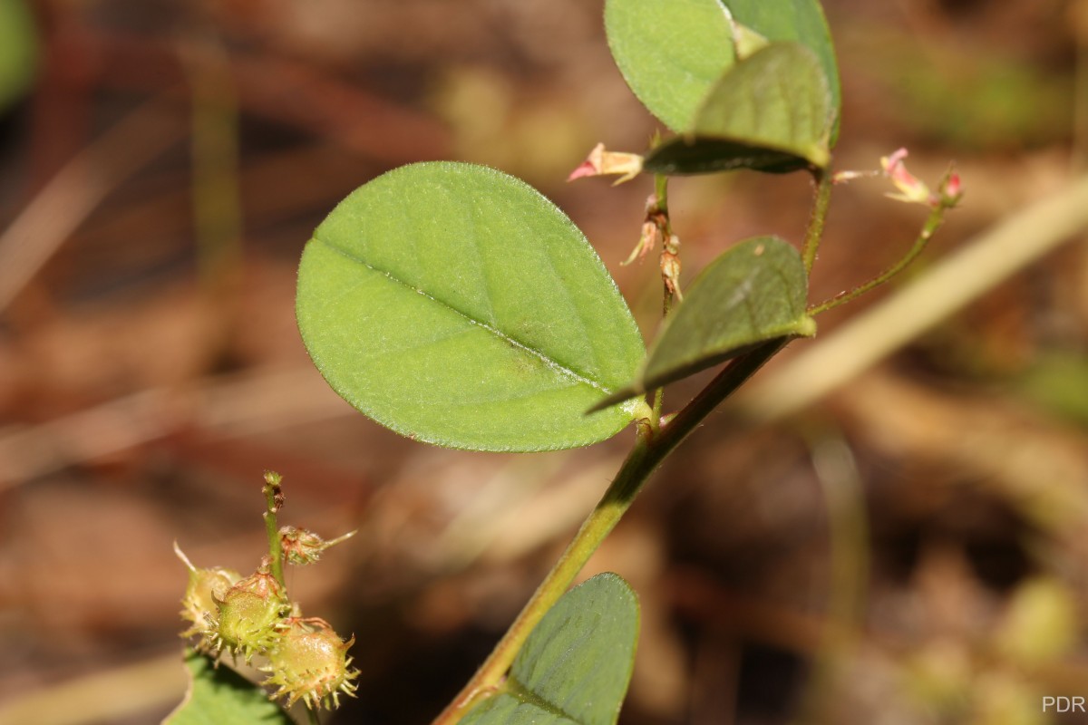 Indigofera nummulariifolia (L.) Livera ex Alston